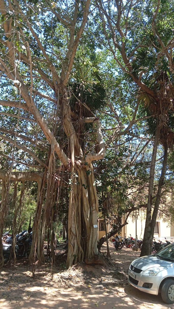 Banyan Tree